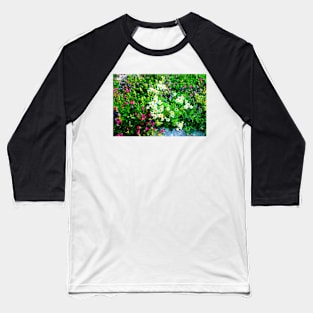 View in Piani di Ragnolo at Anthemis Cretica and other flowers Baseball T-Shirt